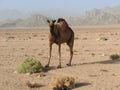 single dromedary in a dessert in Egypt with mountains and a lot of plastic rubbish, sharm el sheikh