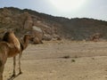 single dromedary in a dessert in Egypt with mountains and a lot of plastic rubbish, sharm el sheikh