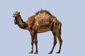 A shaggy dromedary looks into the camera, isolated with blue background.