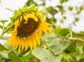 Single drooping and wilted sunflower