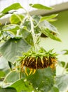 Single drooping and wilted sunflower Royalty Free Stock Photo