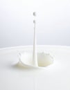 Elegant Milk Drop Splash on a White Background Royalty Free Stock Photo