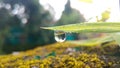 A single drop of rain water Royalty Free Stock Photo