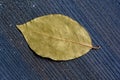 Single dry bay leaf on wooden surface Royalty Free Stock Photo