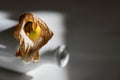 One dry beautiful dead calla lily in a ceramic vase isolated on a gray background. Modern Flower still life