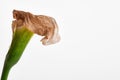 One dry beautiful dead calla lily isolated on a white background. modern still life