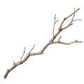 A single dry branch isolated on transparent background Royalty Free Stock Photo