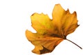 Single Dry Fall Yellow Maple leaf isolated on white background with clipping path - Fall foliage season - Yellow nature Royalty Free Stock Photo