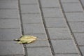 Single dry maple leaf lies on the asphalt pavement