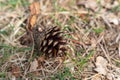 Single dry pine cone on the ground Royalty Free Stock Photo