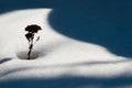 Single dry plant in white snow near shadows. Royalty Free Stock Photo