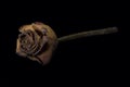 Single dry rose isolated on black background Royalty Free Stock Photo