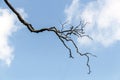 Single Dry Winter Tree Branch Against Blue Cloudy Sky Royalty Free Stock Photo