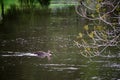 Single duck in the distance swimming in a river