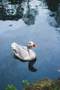 A single duck swimming in Monza Park