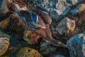 Single duck walking on rocks