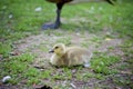 A single ducking resting on the grass