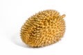 Single durian on the white background Royalty Free Stock Photo