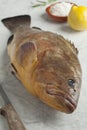 Single dusky grouper Royalty Free Stock Photo