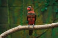 Single dusky lory (Pseudeos fuscata) Royalty Free Stock Photo