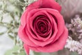 Single dusty pink rose macro from above