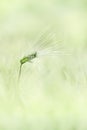 An single ear of barley Royalty Free Stock Photo