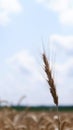 Single ear of cereal on a wheat field against a clear sky Royalty Free Stock Photo