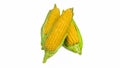 Single ear of corn with green leaves . Fresh corn on cob isolated on white background Royalty Free Stock Photo