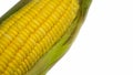 Single ear of corn with green leaves . Fresh corn on cob isolated on white background Royalty Free Stock Photo