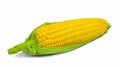 Single ear of corn with green leaves . Fresh corn on cob isolated on white background Royalty Free Stock Photo