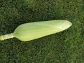 Single ear of corn isolated with its husk stem and silk on. Green coloured ear of cornbon the lawn grass.