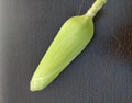 Single ear of corn isolated with its husk stem and silk on. Green coloured ear of corn with plain dark background.