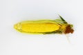 Single ear of corn isolated on white background as package design element. Royalty Free Stock Photo