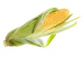 Single ear of corn isolated on white background as package design element Royalty Free Stock Photo