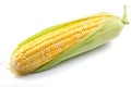 Single ear of corn isolated on white background. Corncobs or corn ears isolated on white background. generative ai