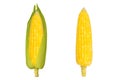 Single ear of corn isolated on white background Royalty Free Stock Photo