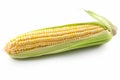 Single ear of corn isolated on white background Royalty Free Stock Photo