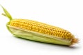 Single ear of corn isolated on white background Royalty Free Stock Photo
