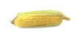 Single ear of corn isolated on white background Royalty Free Stock Photo