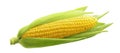 Single ear of corn isolated on white background Royalty Free Stock Photo