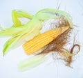 Single ear of corn with corn leaves isolated on a empty white background Royalty Free Stock Photo