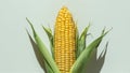 Single Ear Fresh Corn Cob Yellow Kernels on Light Background, Copy-Space Royalty Free Stock Photo