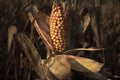 Closeup single ear of fresh natural yellow corn on the cob on stalk in corn field Royalty Free Stock Photo