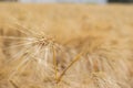 Single ear of golden wheat close up Royalty Free Stock Photo