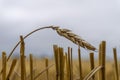 Single ear of golden wheat in a harvested field