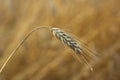A single ear of ripening barley in a field in Northern Ireland