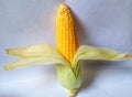 Single ear of Sweet corn on white background