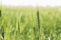 Single ear of wheat close-up of blooming green fields of wheat.