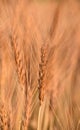 Single ear of wheat illuminated by bright sunshine, set against a backdrop of a lush field Royalty Free Stock Photo