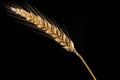 a single ear of wheat isolated on a black background Royalty Free Stock Photo